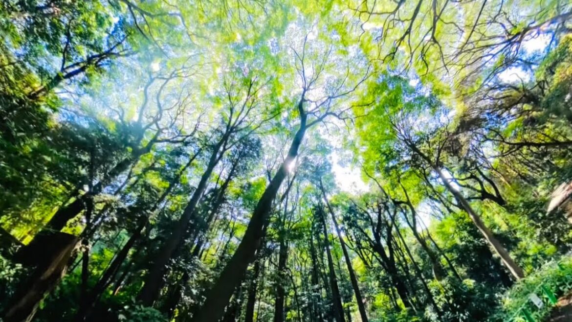 Meiji jingu park Tokyo || one of the largest and best for jungle travel || travel blog 2025