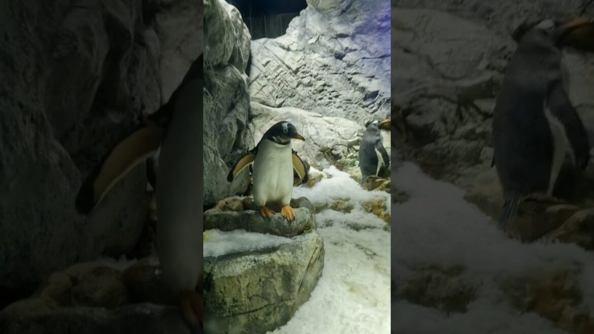 Gentoo penguin Osaka Aquarium Kaiyukan #animals #shorts #foryou
