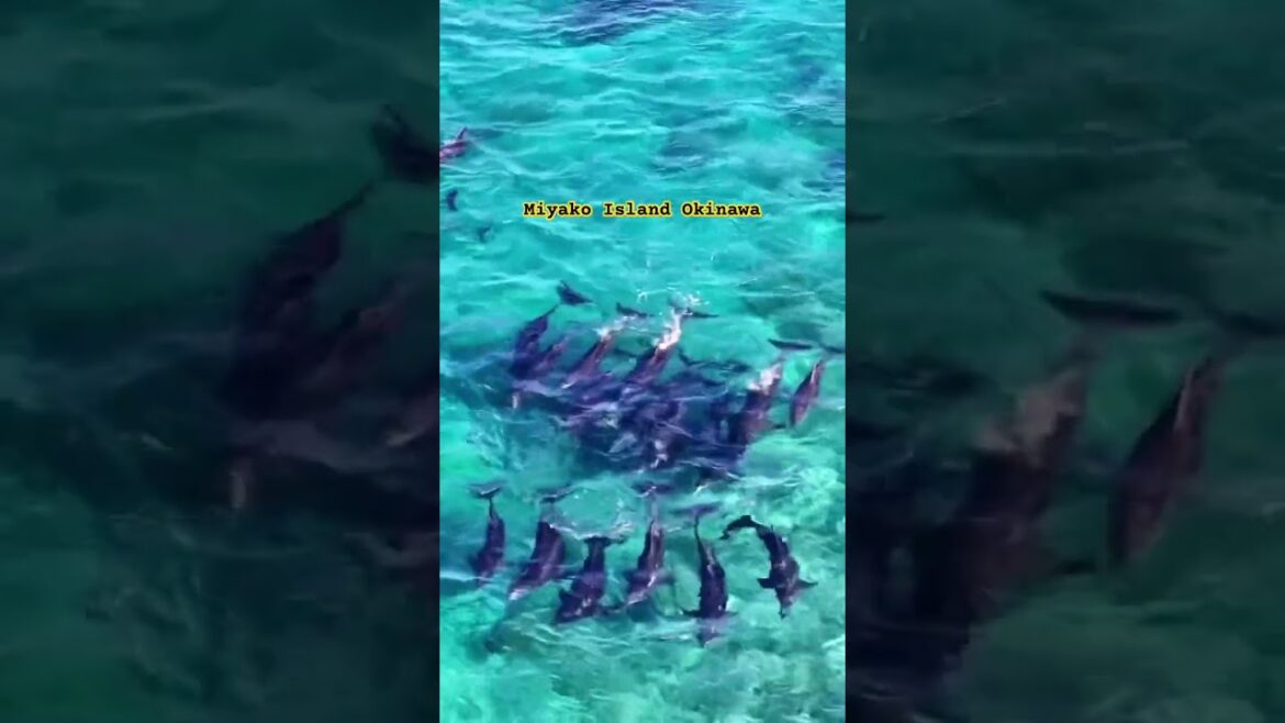 Miyako Island Okinawa Miyako Island Okinawa