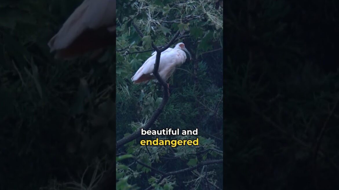 Niigata Japan: Ski at Gala Yuzawa, Explore Sado Island & Taste Sake 🍶❄️⛴️ Niigata Japan: Ski at Gala Yuzawa, Explore Sado Island & Taste Sake 🍶❄️⛴️