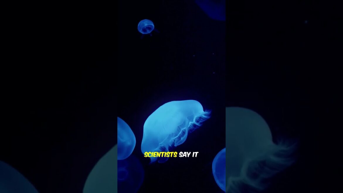 This Beach Glows Blue Every Night This Beach Glows Blue Every Night