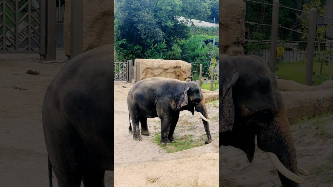 Elephants at Fukuoka Zoo