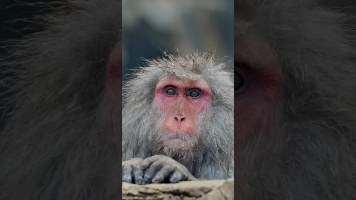 Inside Korakukan Jigokudani Onsen