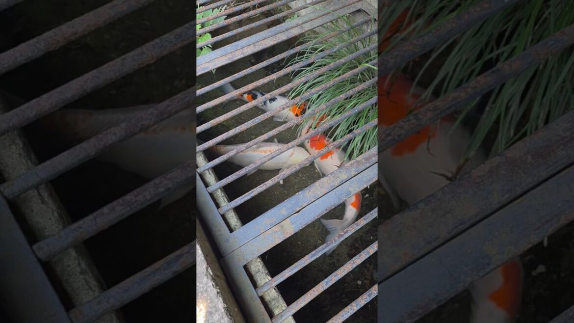 Its true what they say about Japan's clean streets! #japantravel