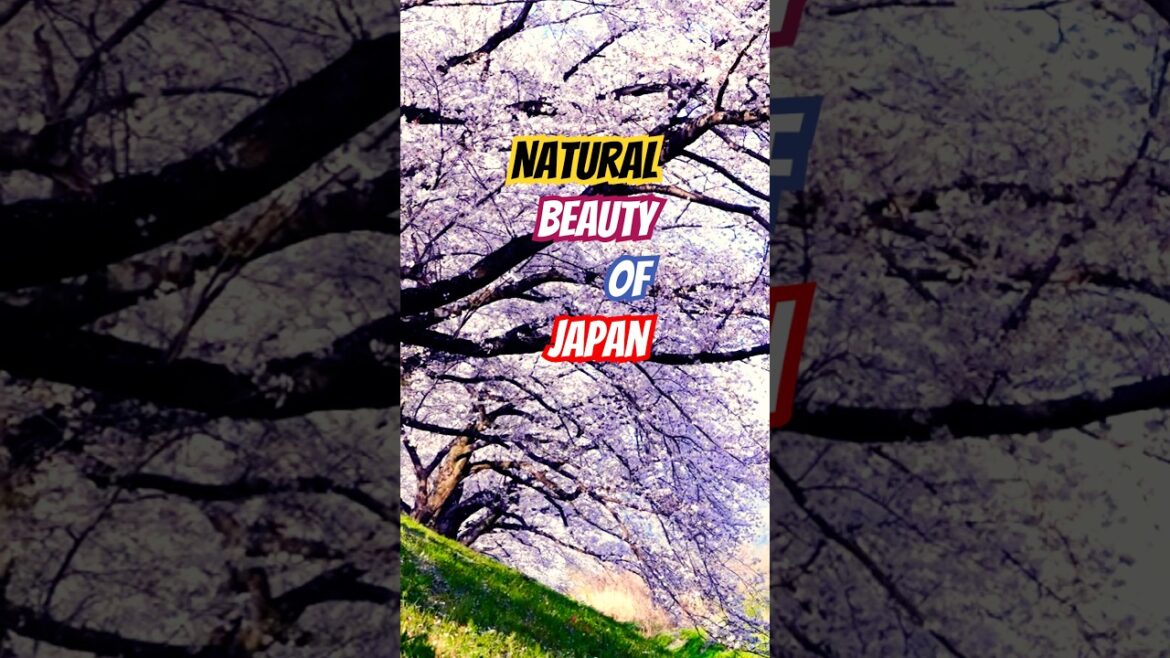 AMAZING JAPAN 🇯🇵 #shorts #viral #shortvideo #sakura #japan #beautiful #explore #travel #flowers