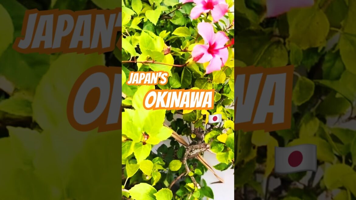 Okinawa, Japan - 1 of the Coolest Places I’ve Been to 🇯🇵 #japan #travel #fyp #okinawa #pokemon