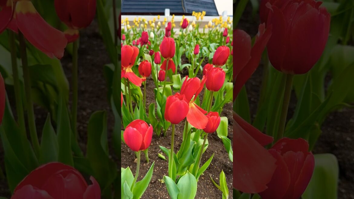 Dutch tulip in Japan #shortvideo #huistenbosch #Japan #TulipField #DutchVibes #TravelJapan #travel