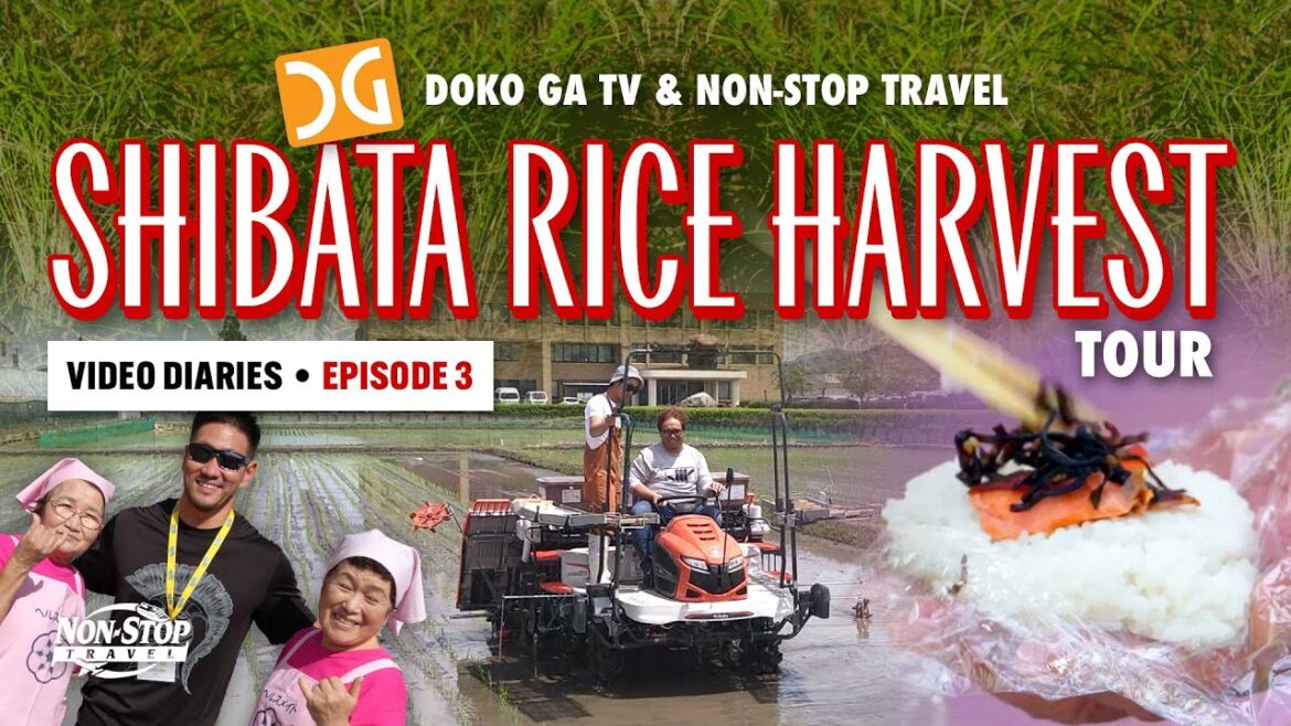 Shibata Rice Harvesting Tour: EP 3 Shibata Rice Harvesting Tour: EP 3