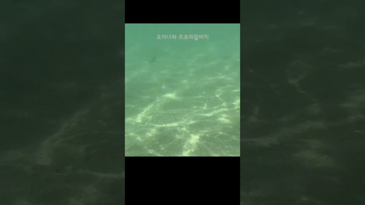 #일본 #오키나와 #다운타운 #국제거리 #오키나와여행 #오키나와해변 #오키나와쇼핑 #오키나와바다 #오키나와맛집 #오키나와호텔 #오키나와도미토리 #오키나와게스트하우스 #일본 #오키나와 #다운타운 #국제거리 #오키나와여행 #오키나와해변 #오키나와쇼핑 #오키나와바다 #오키나와맛집 #오키나와호텔 #오키나와도미토리 #오키나와게스트하우스