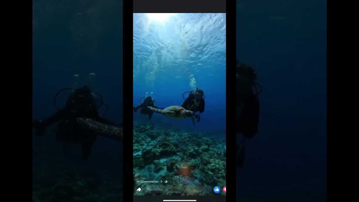 Okinawa, Japan | Ishigaki island scubadiving #padi #shorts #scubadivinggirls  #shorts #naturevideo