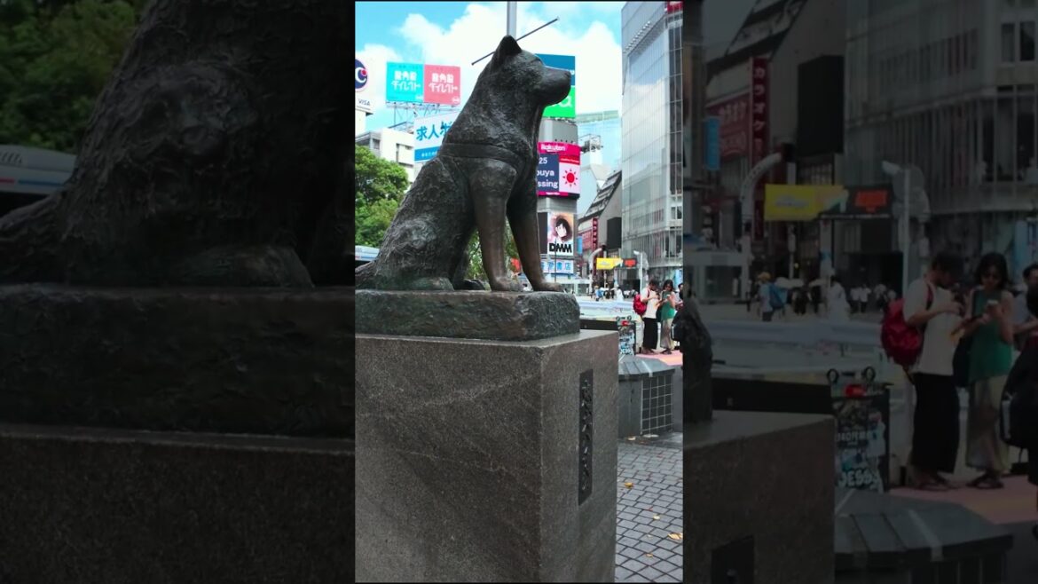 The Story of Hachiko 🐕 Tokyo’s Beloved Statue