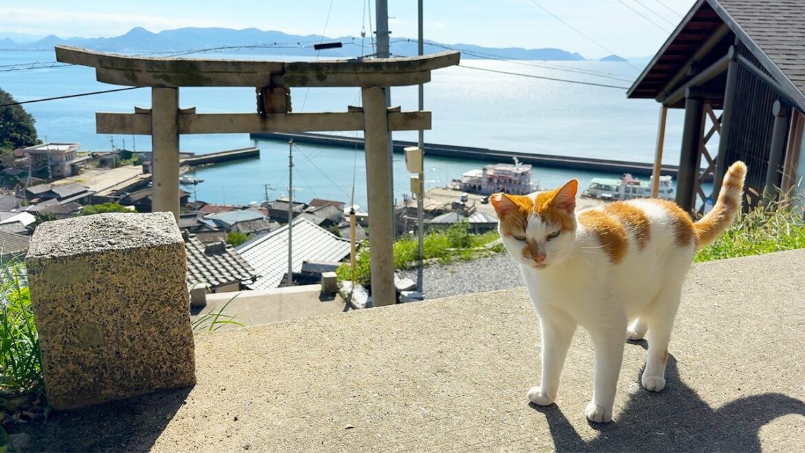 Japan’s Art & Cat Island—Where Cats Become Part of the Art🐈🎨