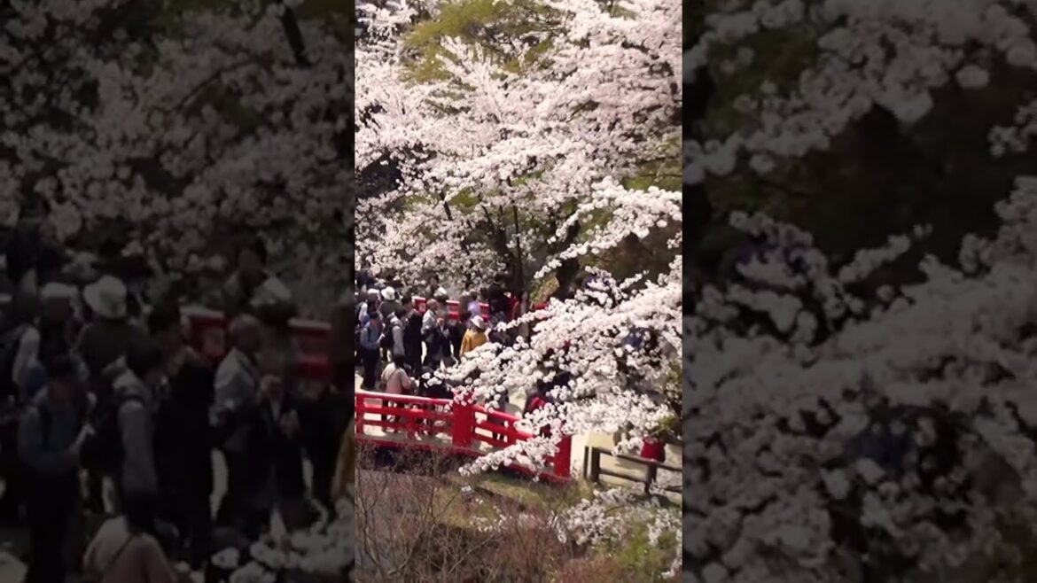 Every year 2 million people enjoying Sakura in Aomori