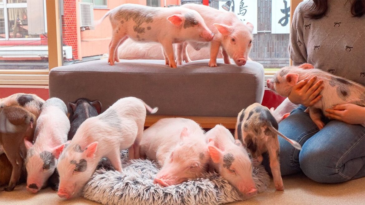 Inside Japan’s Tokyo Micro Pig Cafe | mipig cafe Asakusa Inside Japan’s Tokyo Micro Pig Cafe | mipig cafe Asakusa