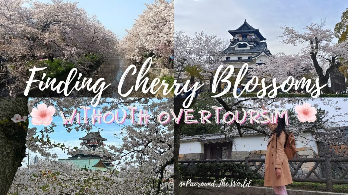 (ENG) Discover the best places to see cherry blossoms 🌸 (SAKURA)🌸 WITHOUT overtourism!
