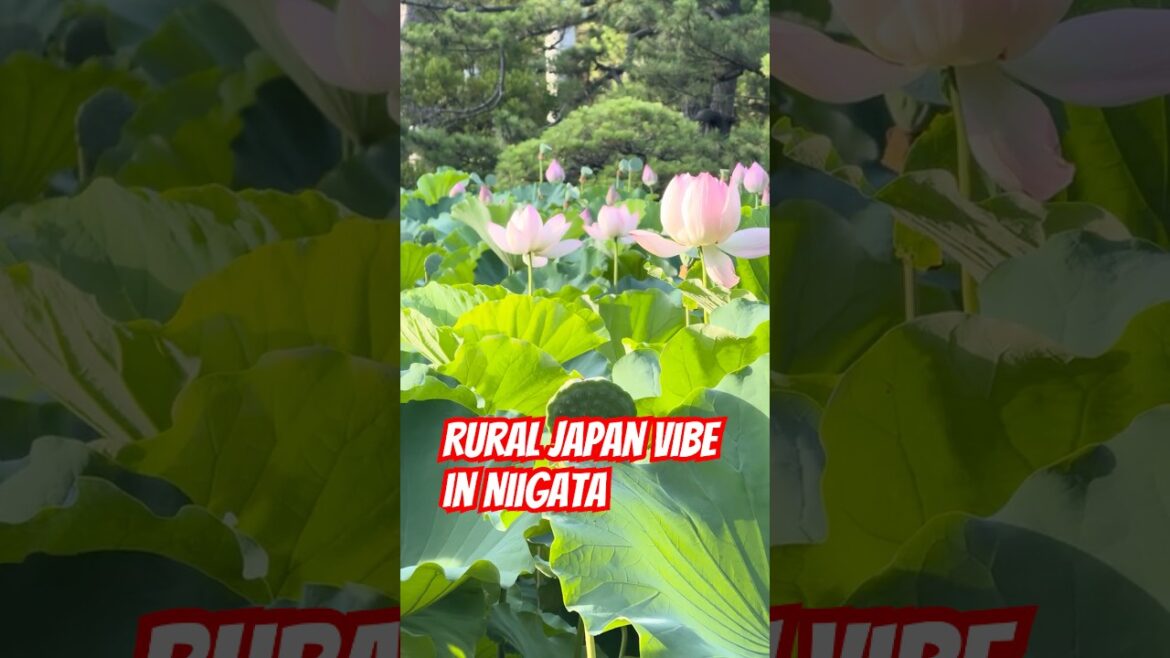 Rural Japan Vibe in Niigata 💕 Summer and Lotus Flowers in Hakusan Jinja ⛩️🇯🇵🗾🪷