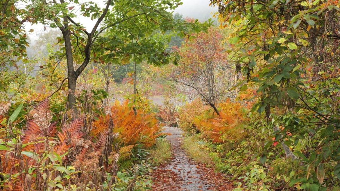 志賀高原　秋のドライブ　2025 10 09　しほの旅日記　長野県山ノ内町