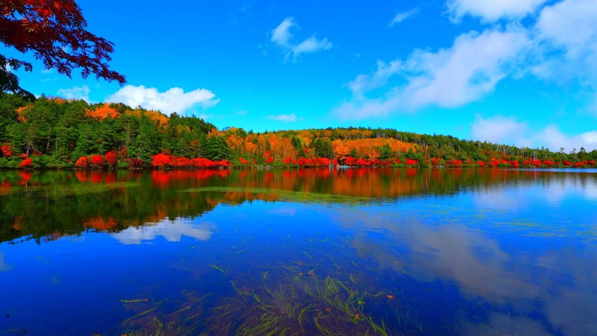 Shirakoma Pond was the most moving autumn foliage I have ever seen!