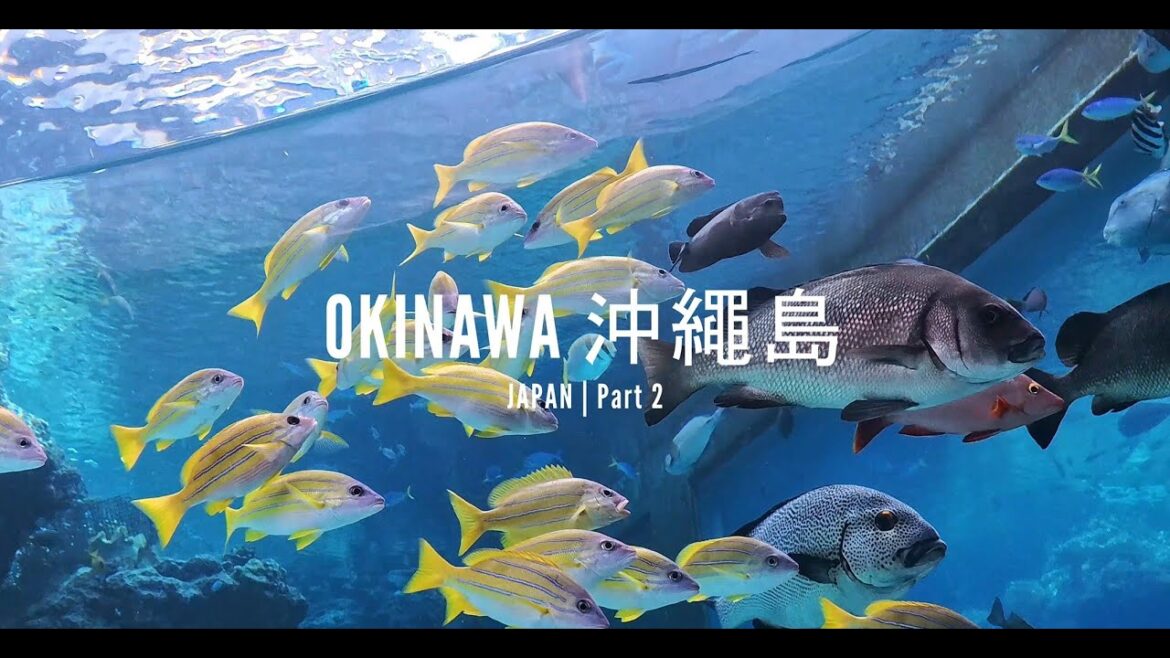 4K Welcome to OKINAWA 冲绳岛 🇯🇵 | VLOG | Part2 #okinawa #japan #vlog 4K Welcome to OKINAWA 冲绳岛 🇯🇵 | VLOG | Part2 #okinawa #japan #vlog