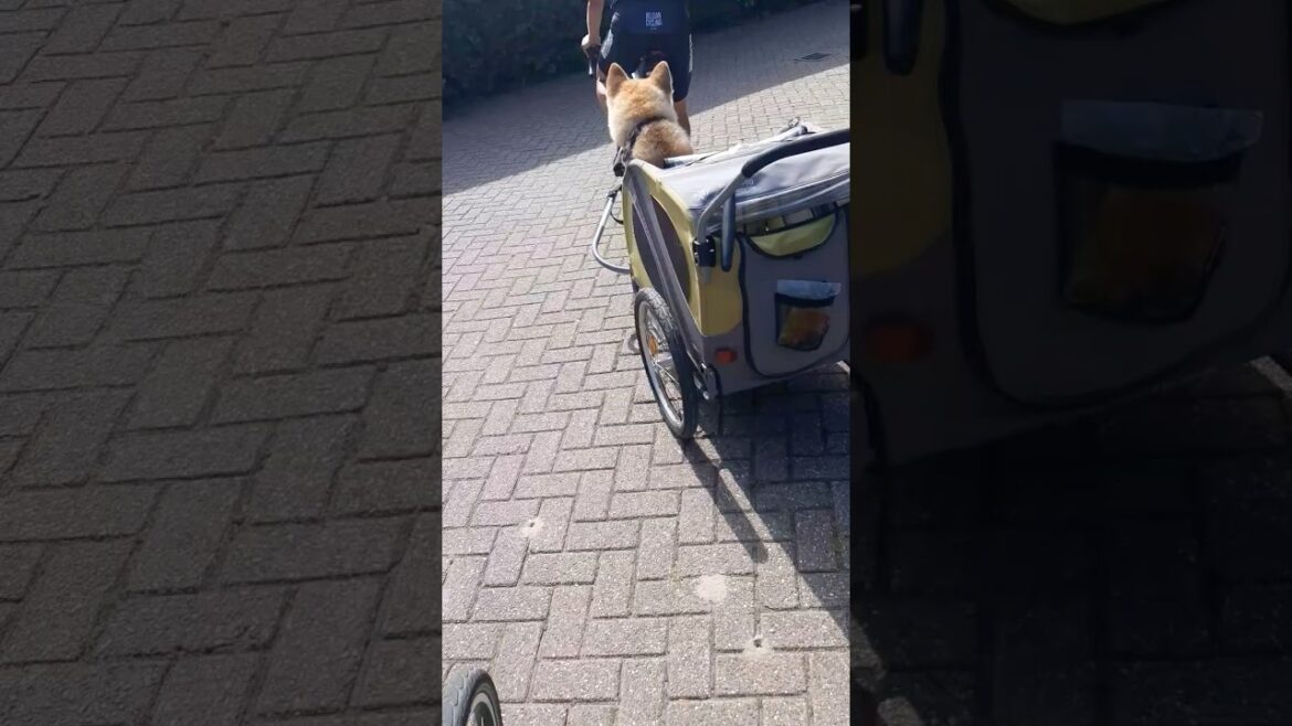 Hachi bike ride my Akita Inu dog #dog #dogs #dogshorts #doglife #dogfeeding #akita #akitainu #bike