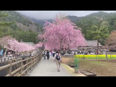 Saiko Iyashi-no-Sato Nenba | Mt. Fuji View & Traditional Village Tour #japantravel #mountfuji Saiko Iyashi-no-Sato Nenba | Mt. Fuji View & Traditional Village Tour #japantravel #mountfuji