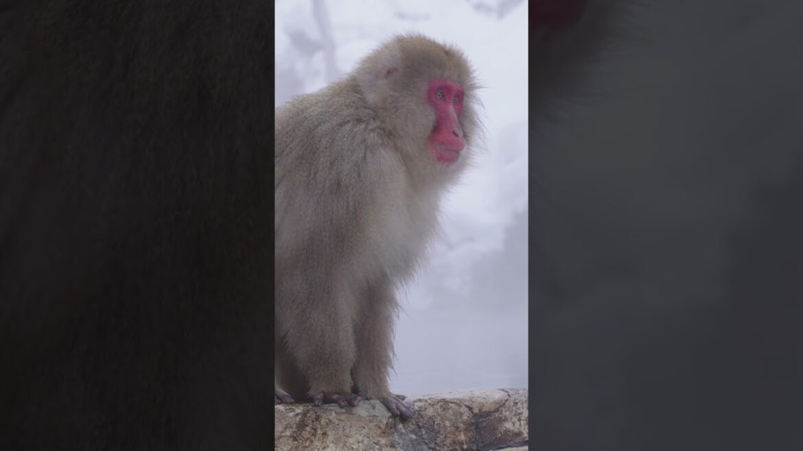 Nagano: Japan’s Gateway to Nature and Tradition #Nagano #JapanTravel #ZenkojiTemple #SkiResorts