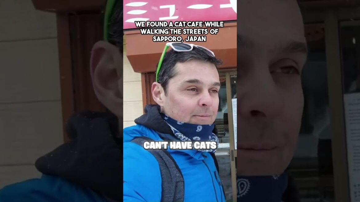 We found a cat cafe while walking the streets of Sapporo, Japan