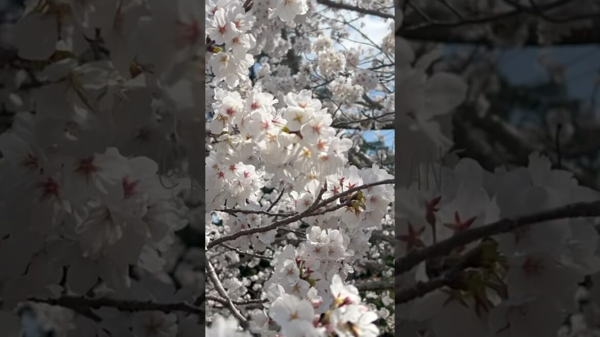 【#hanami 】#temple #sakura #japanlife #japanstyle #japaneseculture #japanvlog #japantravel #wakayama