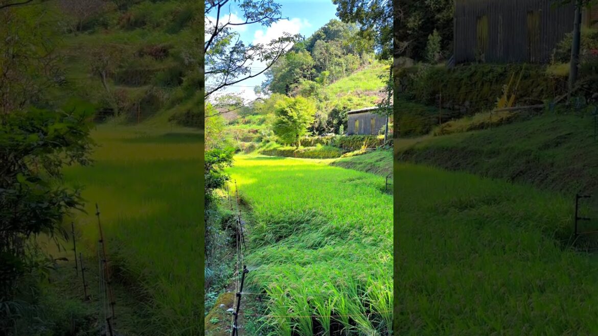 Fields in Shimoyama Village: Koshikoba, Minamata, Kumamoto, Japan #japanesecountryside