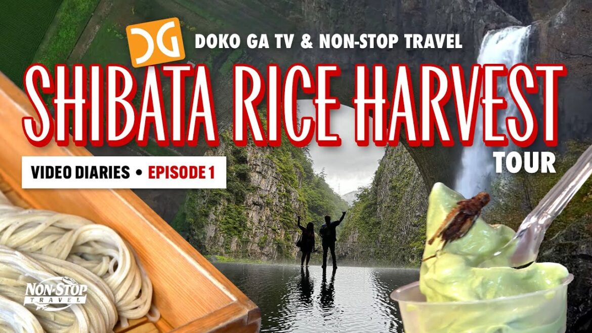 Shibata Rice Harvesting Tour: EP 1 Shibata Rice Harvesting Tour: EP 1