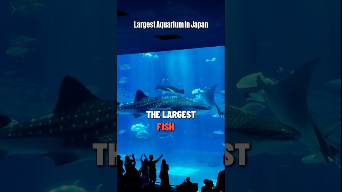 Discover Japan's Largest Aquarium #shorts #japan #okinawa #viral #traveljapan #okinawajapan