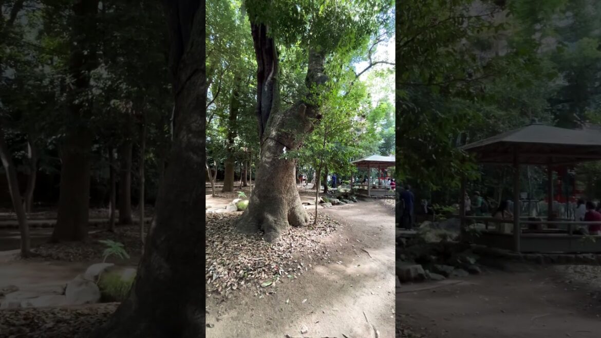 【Kobe】Must-See Tourist Attraction- Ikuta Shrine 【Kobe】Must-See Tourist Attraction- Ikuta Shrine