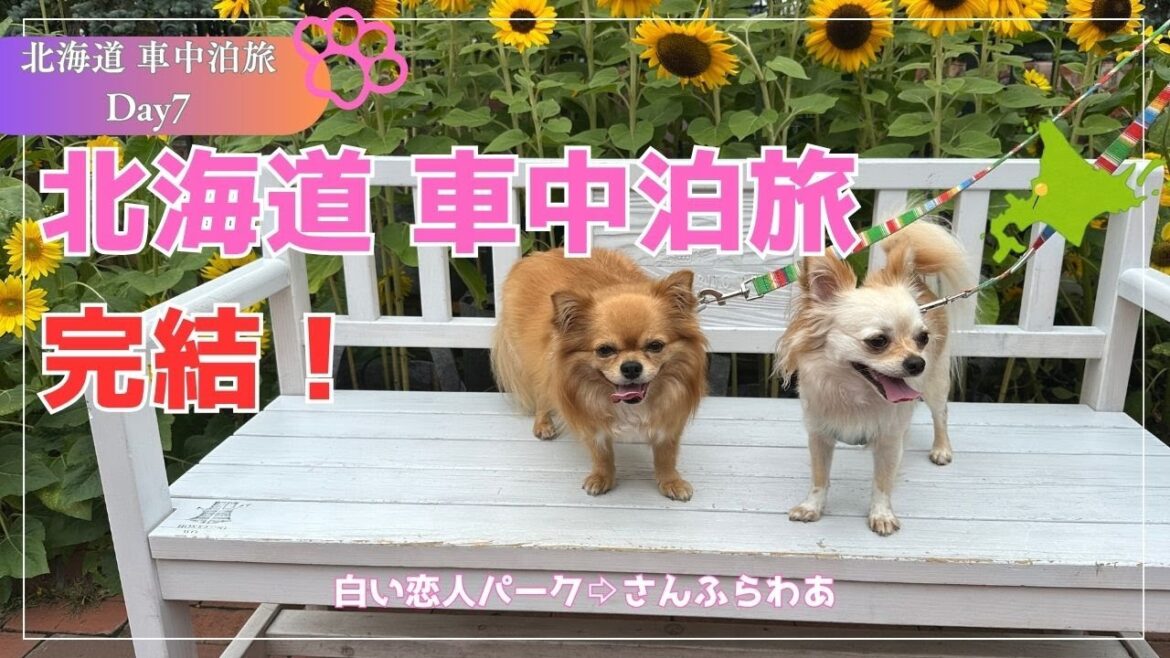 【北海道旅 完結】白い恋人パークからさんふらわあ号で帰路へ!まさかの車両トラブル発生。。。だけどまだ帰りたくない最終日「北海道 車中泊旅 Day7」#キャンピングカー #車中泊 #トイファクトリー 【北海道旅 完結】白い恋人パークからさんふらわあ号で帰路へ!まさかの車両トラブル発生。。。だけどまだ帰りたくない最終日「北海道 車中泊旅 Day7」#キャンピングカー #車中泊 #トイファクトリー