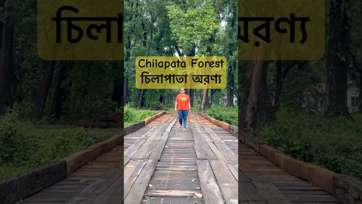 Chilapata Forest | Dooars Tour | Chilapata Jungle Safari | Malangi Tourist Lodge #dooarstour #travel Chilapata Forest | Dooars Tour | Chilapata Jungle Safari | Malangi Tourist Lodge #dooarstour #travel