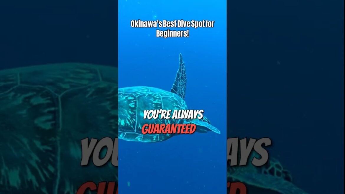 Discover the Best Diving Spots On Okinawa! #shorts #scubadiving #viral #travel Discover the Best Diving Spots On Okinawa! #shorts #scubadiving #viral #travel