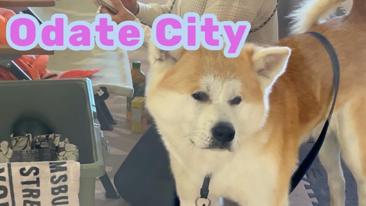 【AKITA】Karl Wolf Africa/Odate City 【AKITA】Karl Wolf Africa/Odate City