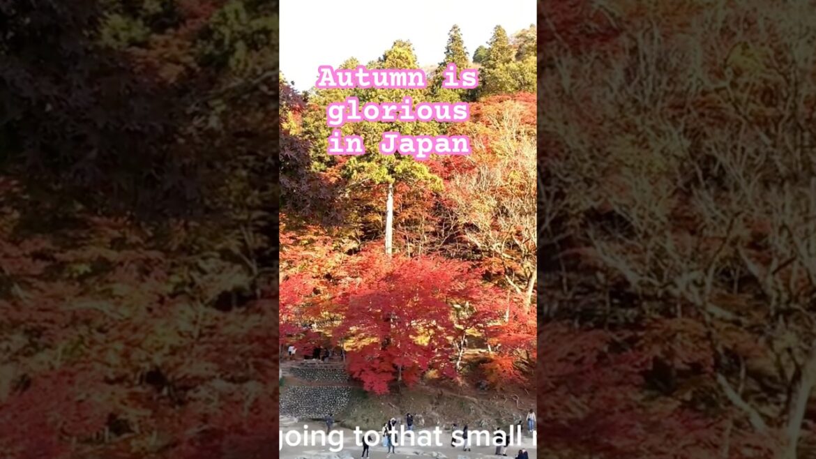 Japanese Maple Leaves in Full Color | Korankei Gorge Autumn, Aichi Japan Japanese Maple Leaves in Full Color | Korankei Gorge Autumn, Aichi Japan