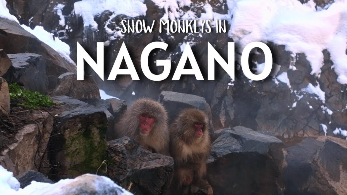 Discover Japan’s Magical Snow Monkeys | Winter Adventure in Nagano 🇯🇵 Discover Japan’s Magical Snow Monkeys | Winter Adventure in Nagano 🇯🇵