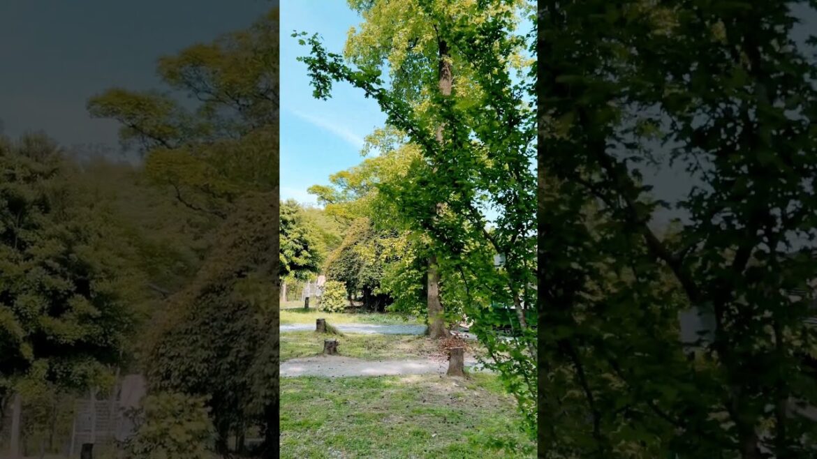 【KYOTO】Must-See Tourist Attraction – Kyoto Botanical Gardens 【KYOTO】Must-See Tourist Attraction - Kyoto Botanical Gardens