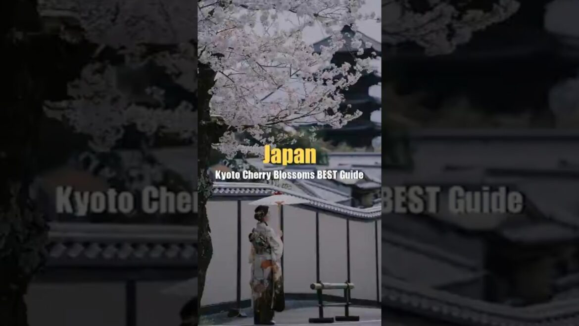 The Ultimate Kyoto Cherry Blossom Guide 2026 | Top 5 Spots & Forecast Tips The Ultimate Kyoto Cherry Blossom Guide 2026 | Top 5 Spots & Forecast Tips