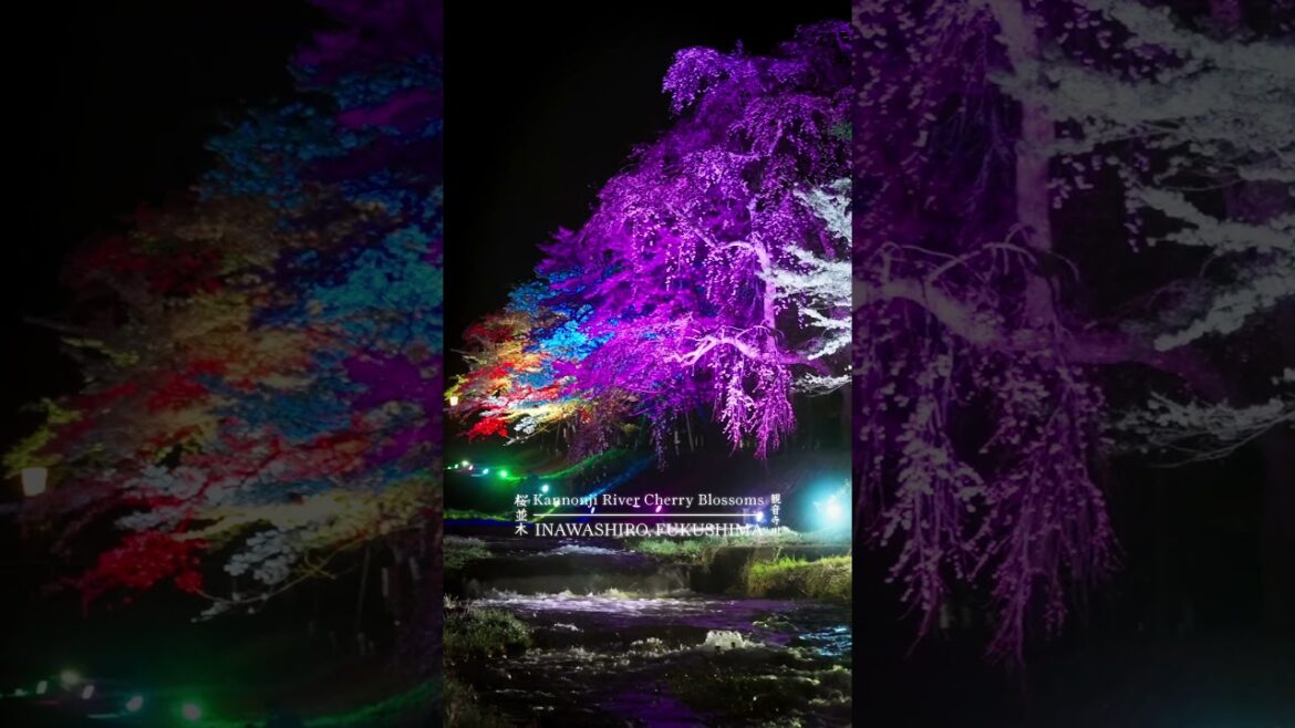 Fukushima’s Cherry Blossom River Illuminated at Night Fukushima's Cherry Blossom River Illuminated at Night