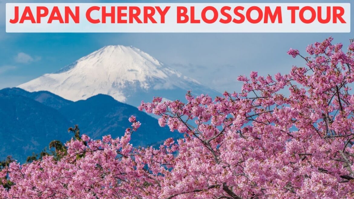 Japan Cherry Blossom Tour Japan Cherry Blossom Tour