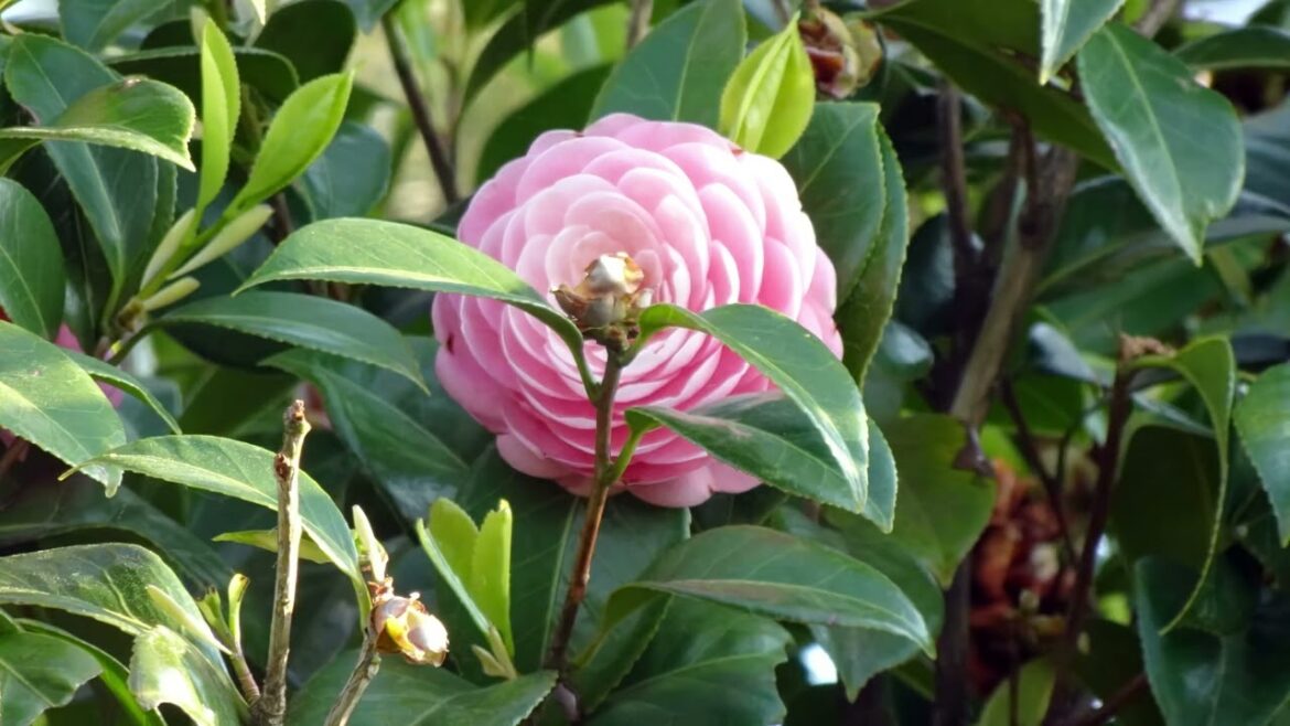 12 Hirosaki, Hirosaki Castle Garden