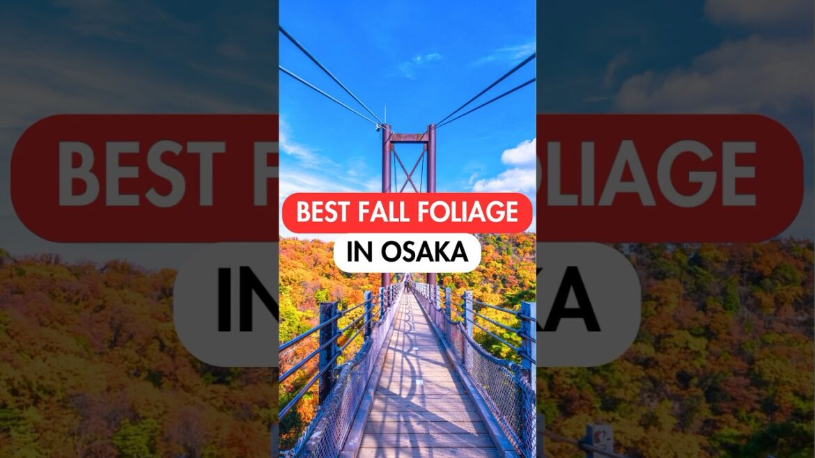 BEST AUTUMN LEAVES SPOTS in OSAKA🍁 #japan #japantravel #osaka #autumncolors BEST AUTUMN LEAVES SPOTS in OSAKA🍁 #japan #japantravel #osaka #autumncolors