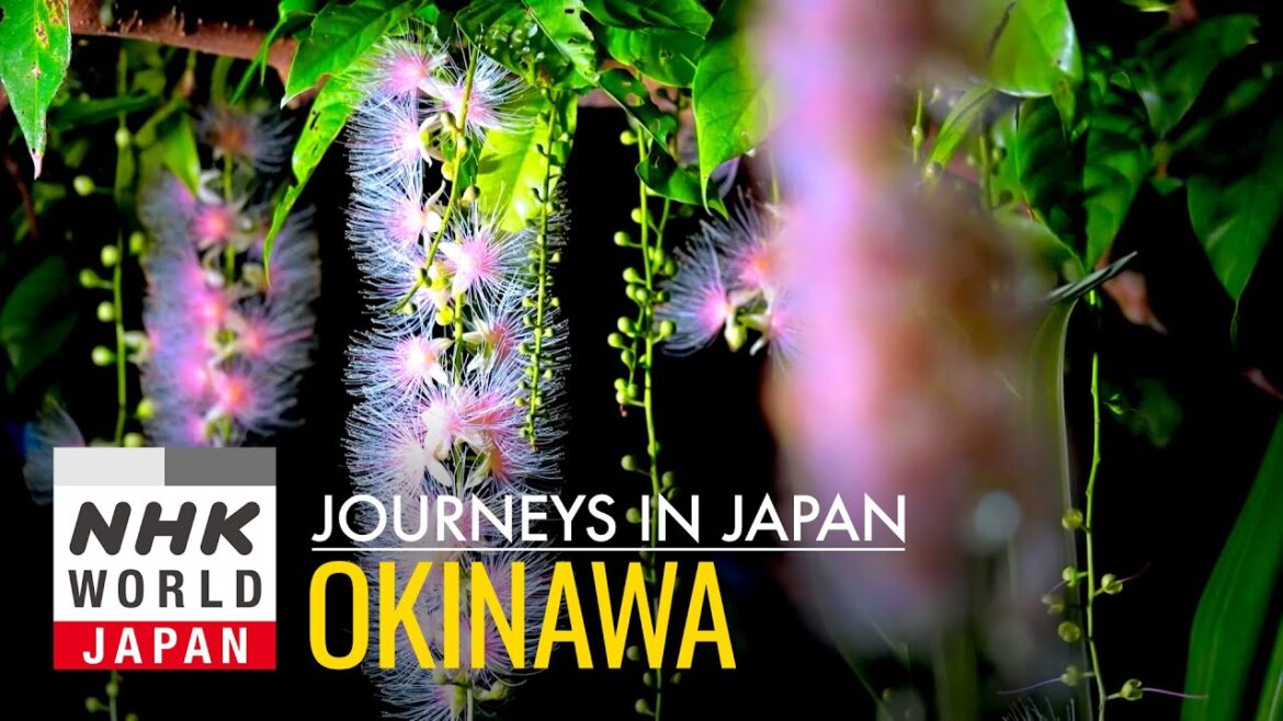 Okinawa: A World in Bloom – Journeys in Japan Okinawa: A World in Bloom - Journeys in Japan