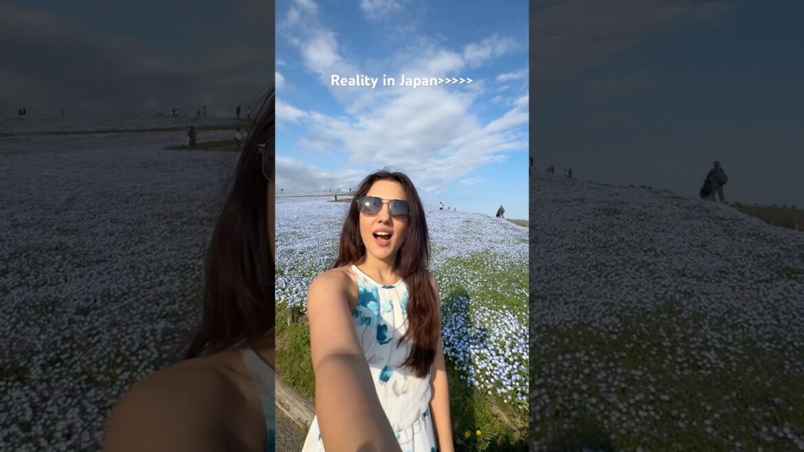 Japan in mid-April! Nemophila blooms at Hitachi Seaside Park