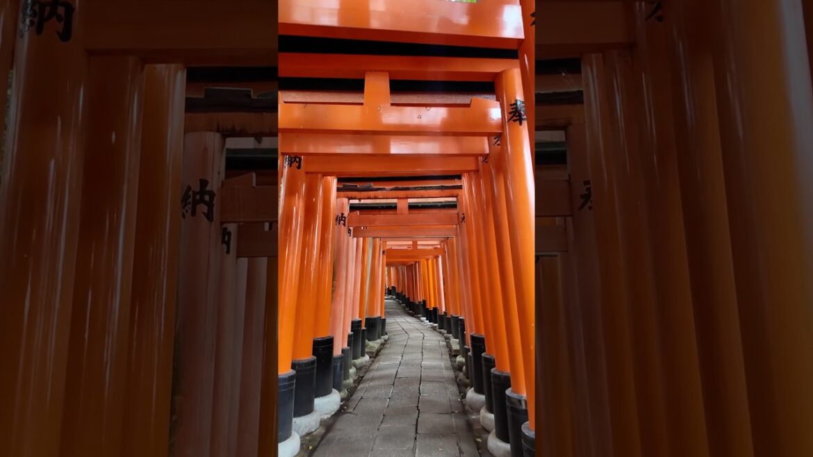 Red Torii Gates #kyoto #japan #travel