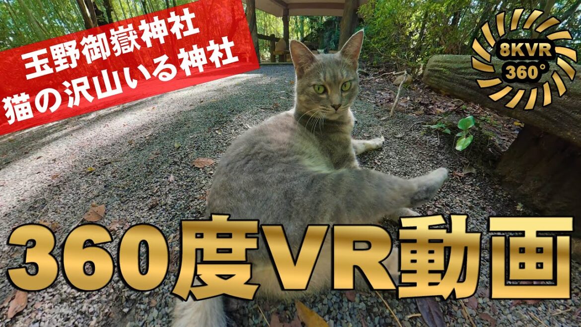 【360度動画】猫神社として有名な玉野御嶽神社で猫ちゃんと触れ合ってきた。360度動画なので、色々画面を動かして見てね【OSMO360】 【360度動画】猫神社として有名な玉野御嶽神社で猫ちゃんと触れ合ってきた。360度動画なので、色々画面を動かして見てね【OSMO360】