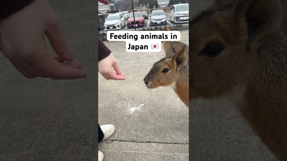 Feeding animals in Japan🐰 instant seratonin ✨ #japan #japantravel #japananimals #pettingzoo #asmr