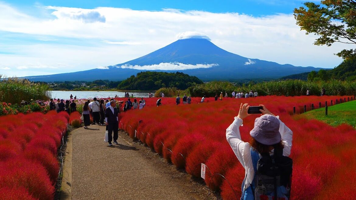 The kochia at my local Kawaguchiko Oishi Park has turned bright red! The kochia at my local Kawaguchiko Oishi Park has turned bright red!